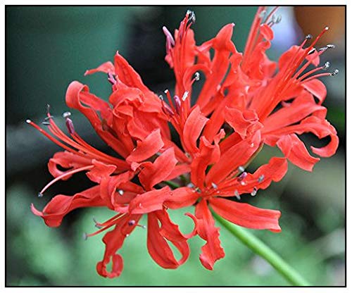 FernsFly® IMP. Nerine Lily/Jersey lily/Spider lily Attractive Flower Bulbs Home Outdoor Flowering Gardening Bulbs Blooming planting (Pack of 4 The Multi mix)