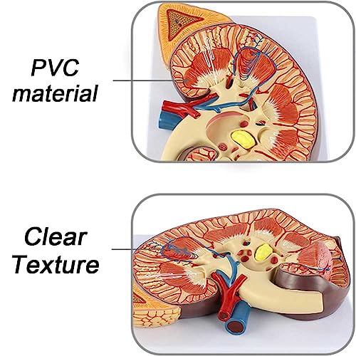 Modèle de rein d'anatomie rénale avec structure anatomique précise et finitions nettes
