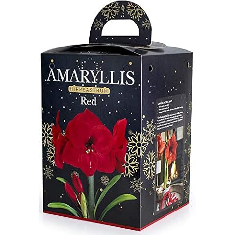 Amaryllis Bulb Size 24/26 Red (1 Bulb) in a box Cover