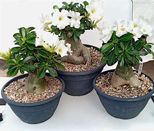 Rosa Del Desierto Planta Natural-brillante y hermoso-plantas ornamentales balcon Cover