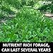 Domain Outdoor Hot Chic Food Plot Seeds for Deer, Chicory - 2 Varieties of Clover, Great to Plant in Spring or Fall, Hardy Mixture of PH Tolerant Perennials, Can Last Several Years, 4 Acre