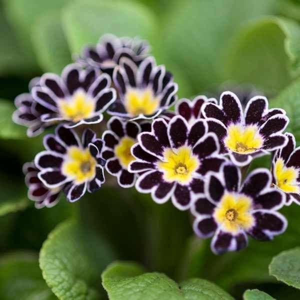 Oakwood Farms® Primula imported flowers seeds| black Primula Flower seeds For Indoor/Outdoor home Gardening Pack of 100 seeds (B0CMX1H4V8) Amazon Price History, Amazon Price Tracker