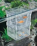 Pawfly Boîte d'élevage d'aquarium en plastique transparent - Incubateur pour crevettes -...