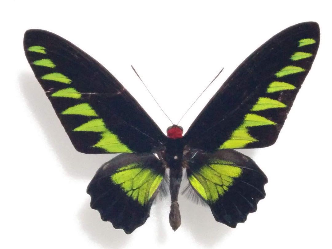 トリバネアゲハ　標本ケース入り Amazon.co.jp: アカエリトリバネアゲハ 蝶 標本 アンティーク調