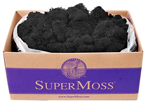 SuperMoss 21786 Reindeer Moss Preserved Black Appx. 3 lb Bulk Case product thumbnail 6