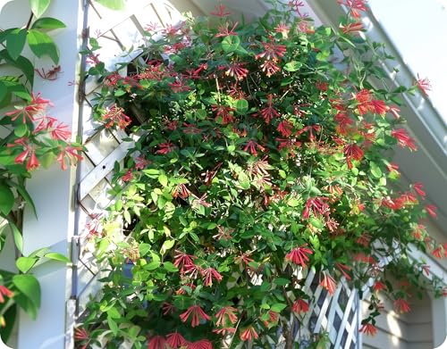 Coral Honeysuckle | 3 Live Plants | Lonicera Sempervirens | Attracts Hummingbirds, Red Trumpet Flowers, Fast Growing Vines, Low Maintenance, Long Blooming Season, Garden Climbing Vine
