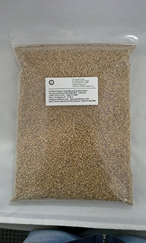 Non-gmo Certified Organic Hard Wheat Berries for Wheatgrass Juice - 5 Pounds Wheatgrass; Grind Into Whole Wheat Flour; Pet Grass; Cat Grass; Ornamental Grass for Decorating; Ornamental Wheatgrass