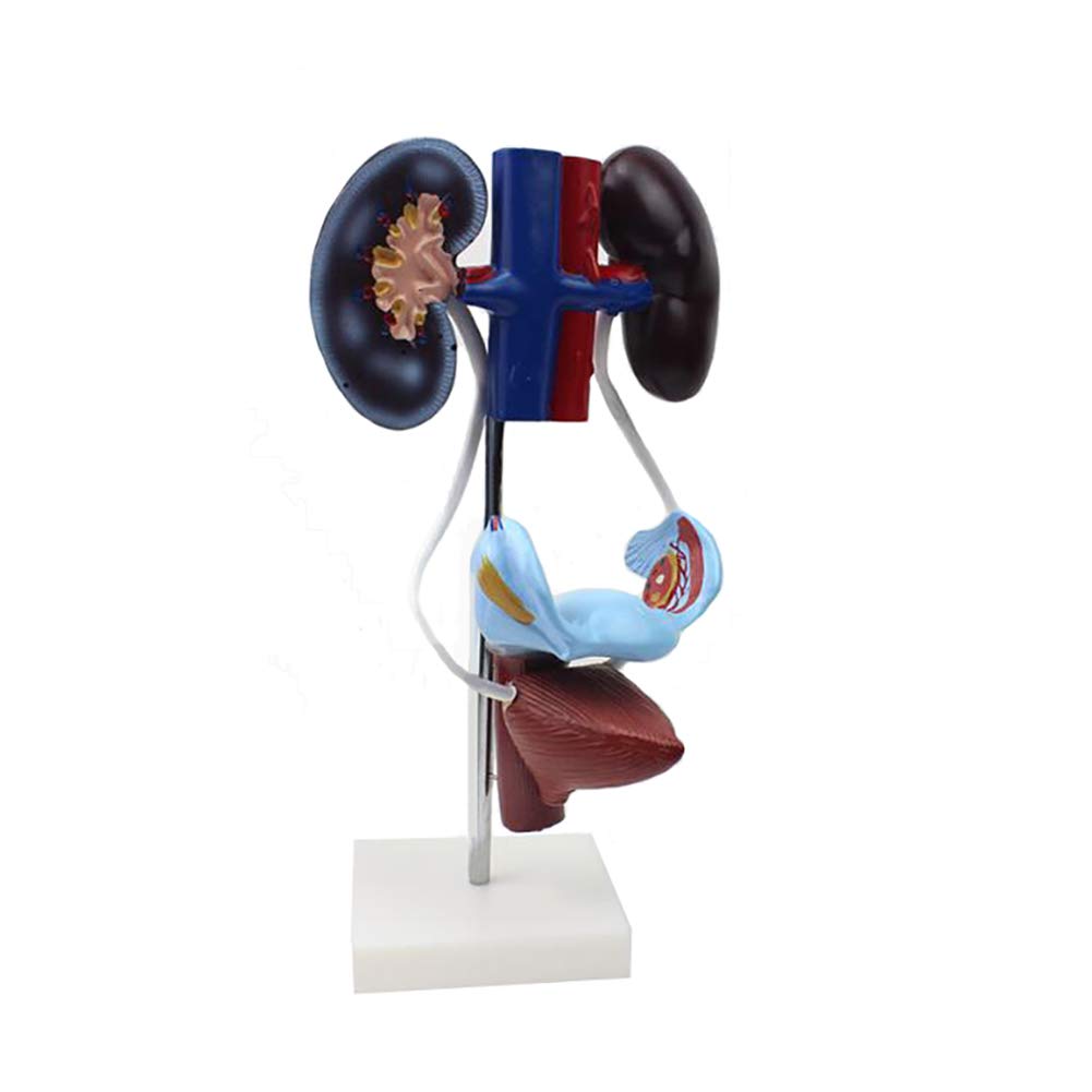 Medical Urology Medical Teaching Tool Toy Human Urinary System Model ...