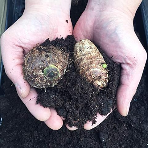 2 Giant Elephant Bulb Super Large Tropical Leaf Plant Edoe Taro Corm Fast Grow Cover