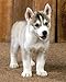 Siberian Huskies: Essential Guide to Understanding and Caring for Your Husky Puppy or Older Dog, Including Breed Traits, Behavior, Grooming, Training, ... & Wellness (Complete Pet Owner's Manuals)