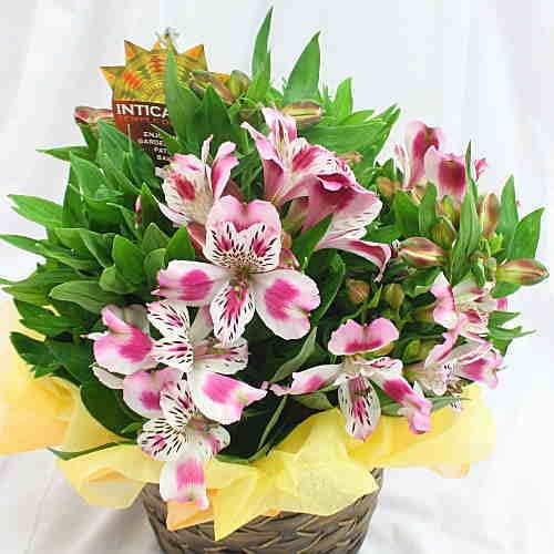 Amazon いつもと違う花鉢をプレゼント 花 アルストロメリア 季節の鉢植え 観葉植物 オンライン通販