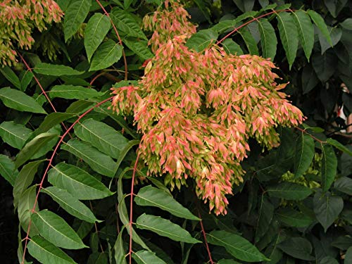 Tree of Heaven Seeds, Fast-Growing Deciduous Tree, Native to China, 10 Seeds
