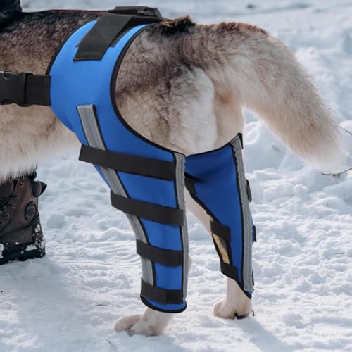 Rückenbandage für Hunde, Rückenstütze für Hunde | Hüftstütze von Pet Hock, tragbarer Wundschutz für Haustiere zur Erholung von Kleintieren