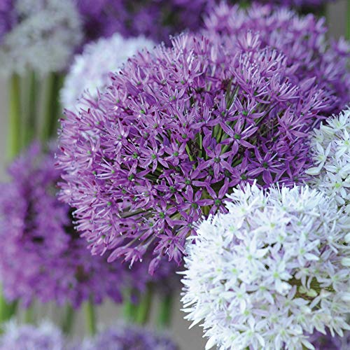 Allium Bulbs Collection Ornamental Onion Garden Border Flower Plants Hardy Bulbs for Cut Flower Gardens Summer Flowering 16 x Allium Big Impact Mixed Bulbs by Thompson and Morgan