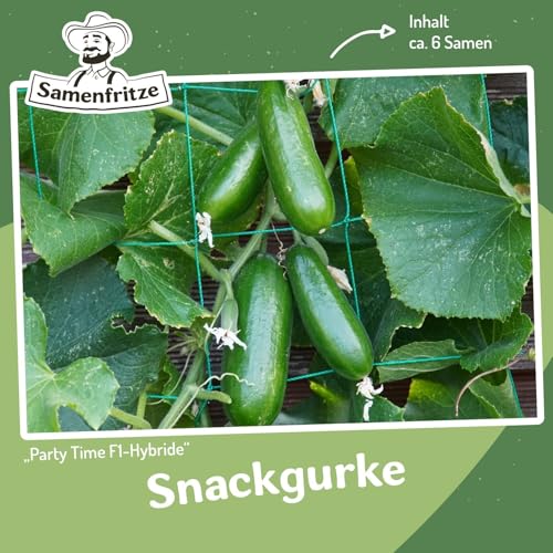 Snackgurke Party Time F1 Samen