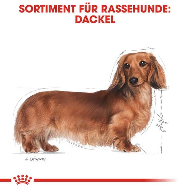 ROYAL CANIN Dachshund Adult | 4er Pack | 4 x 500 g | Alleinfuttermittel für ausgewachsene Dackel ab dem 10. Monat