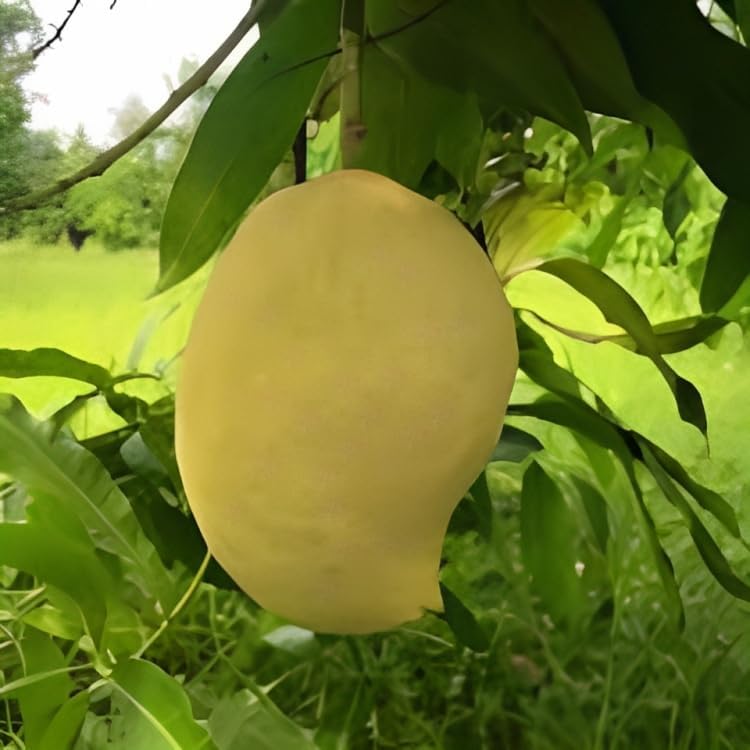 Image of Nursery Sein Ta Lone originated in Myanmar. Mango Plant (Grafted Plant Height 2 Feet) Hybrid 1 Healthy Live Fruit plant For Home Garden Fruit After 2-3 Years Aam King of fruits