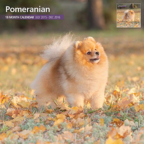 Preisvergleich Produktbild Pomeranian Wall Calendar
