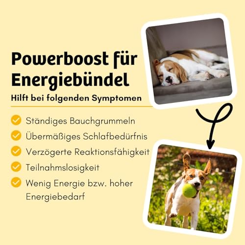 BugBell 800g High Energy Trockenfutter für Hunde, Insektenprotein ohne Getreide, Banane & Kürbis & Chia & Lachsöl & L-Carnitin unterstützen ein aktives Hundeleben, 100% transparente Deklaration