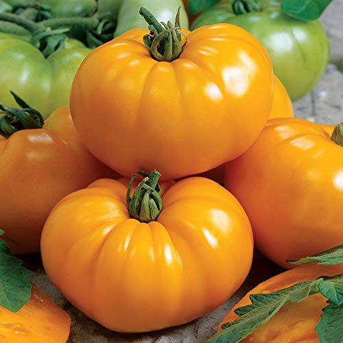 Park Seed Variety of Tomato Seeds, Planting Vegetables, Easy to Grow, Non-GMO, Perfect for Harvesting, Chef's Choice Yellow, Pack of 30