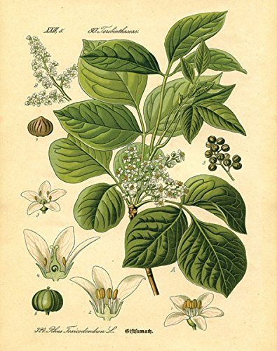 Gango Home Decor Popular Old-Fashioned Plant Botanical Prints; Four 8X10-Inch Black Framed Fine Art Prints; Ready To Hang! #TOP3