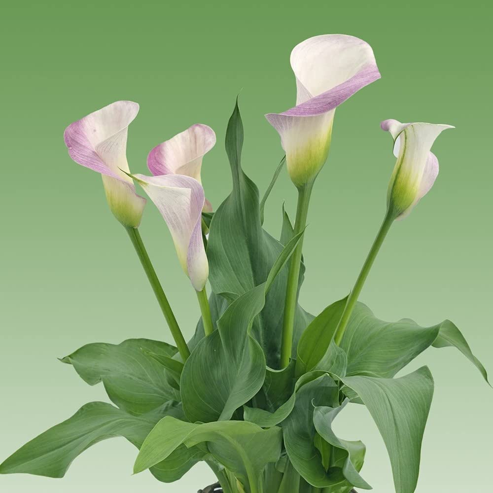 3pcs Heldere Calla Lelie Bollen Ingemaakte Calla Bollen Heirloom Bloembollen Party Decoratie Trekken Bijen Vlinders Maken Bloemenmanden