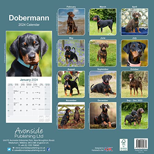 Dobermann (Euro) Calendar 2024 - Image 2