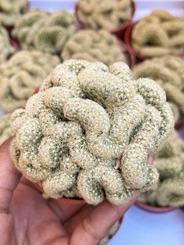 Beleaf And Grow Brain Cactus I Mammillaria Elongata Cristata #TOP1