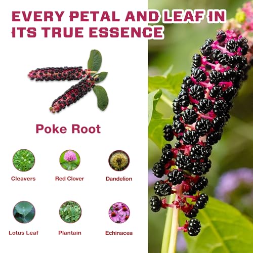 Image of VailHerbTea Lymphatic Drainage Poke Root Extract Tea -50 Bags, Herbal Tea for Lymph System & Immune Support, Natural Formula w /Cleavers Red Clover for Detox Cleanse - Caffeine-Free, Mild Taste Tea.