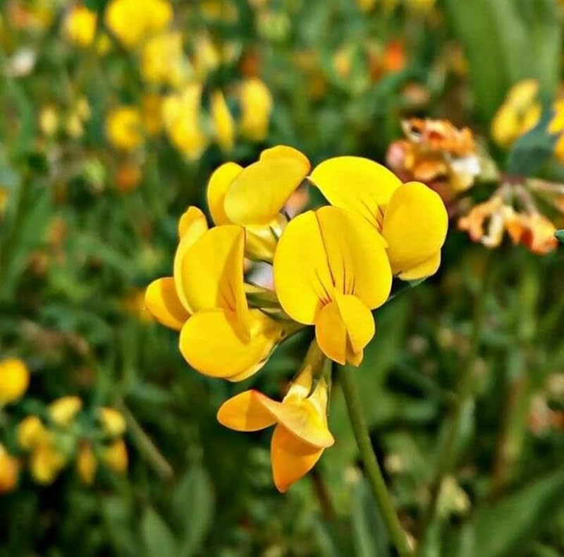 Lotus corniculatus | Birdsfoot Trefoil | 6 Plug Plants | Wildflower