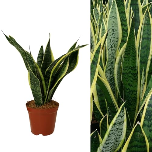 Carbeth Plants Sansevieria Snake Plant - Mother in Laws Tongue