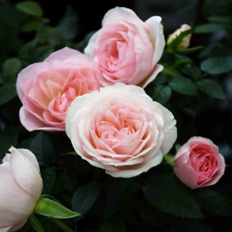 Miniatura 2 de Mini rosa rosa claro viva, rosa en miniatura en maceta de 3 pulgadas, planta con flores para interiores y exteriores, rosa viva compacta para