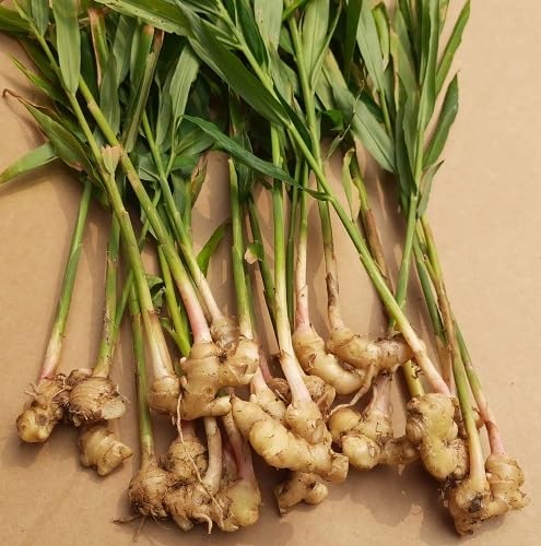 100Pcs Green Ginger Plant Seeds