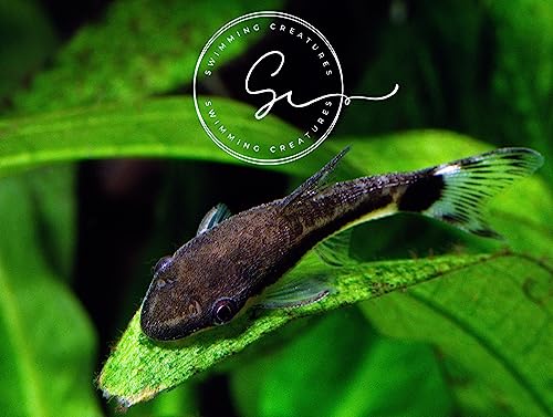 Swimming Creatures™ 6 Otocinclus Catfish (1-1.5') Freshwater Aquarium Fish 100% Live Arrival Guarantee