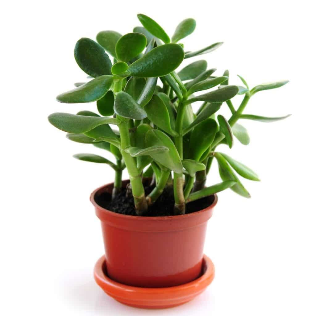 Crassula ovata, Jade Plant (Big leaf) - Succulent Plant (B0BBGPTSCL) Amazon Price History, Amazon Price Tracker