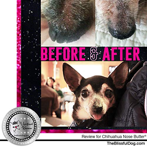 Image of The Blissful Dog Long Coat Chihuahua Nose Butter for Dry, Cracked Skin, Lick-Safe Dog Nose Balm with Moisturizing Shea Butter, Almond, Olive, and Essential Oils, Pet Supplies, Uncented, 4 oz.