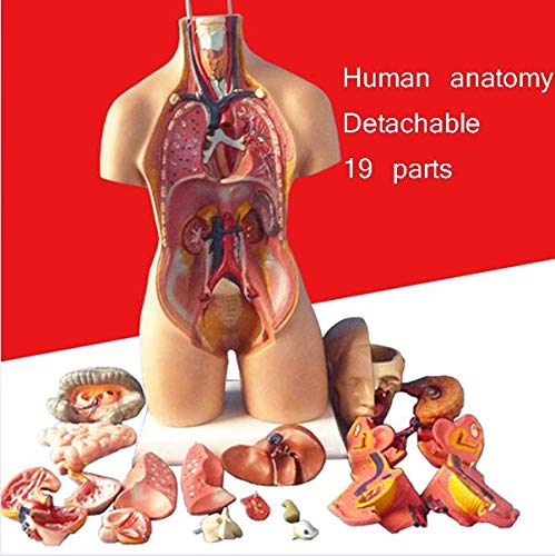 Amazon.co.jp: 人体模型体幹55 Cm内臓解剖医学解剖、医学訓練身体解剖