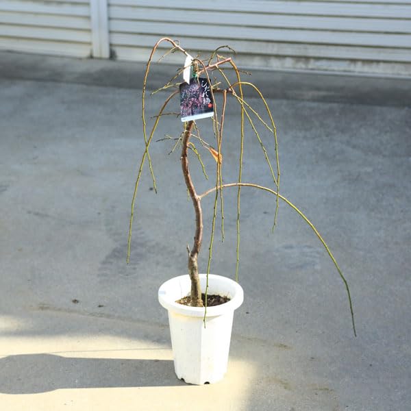 Amazon.co.jp: 庭木：しだれ梅（ピンク）桃花* 樹高：約60cm 全高 