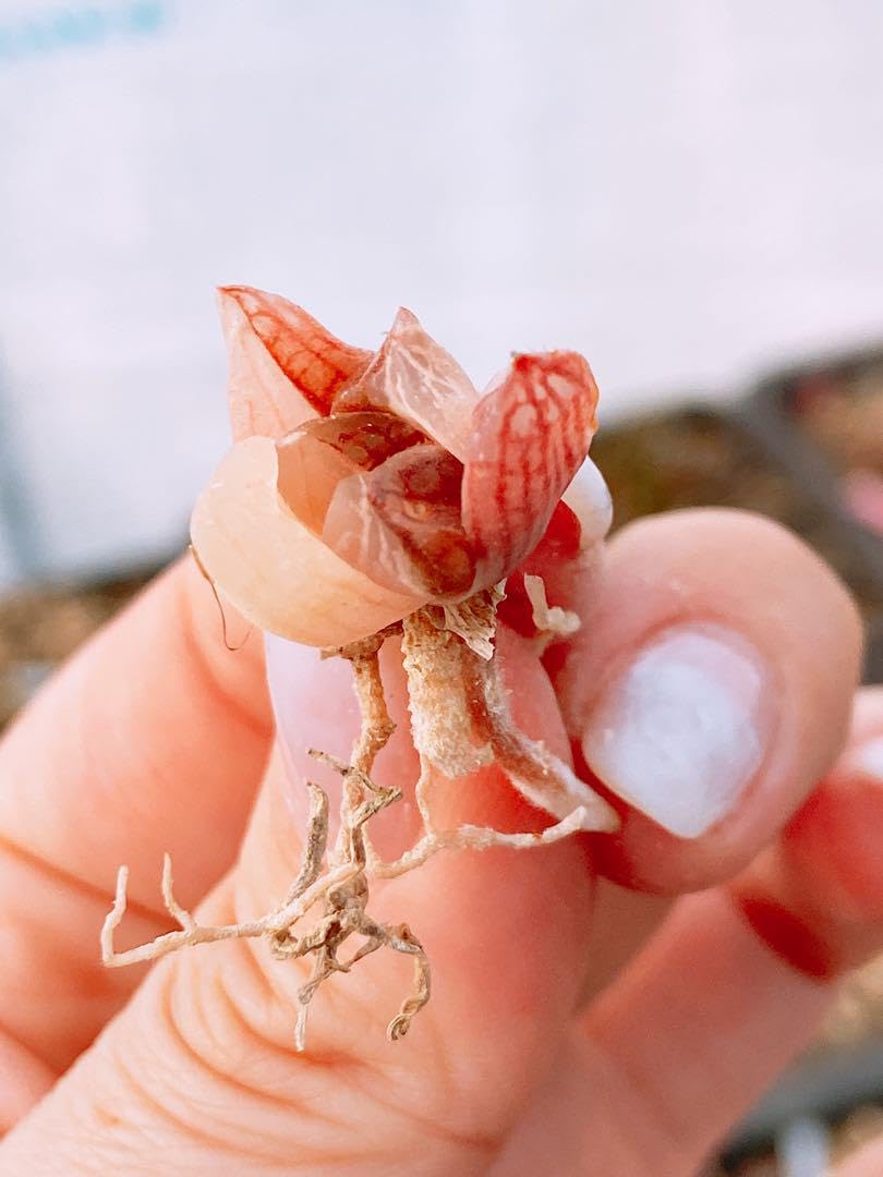 ハオルチア クーペリー錦⭐️ピンクゴールド⭐️ 透明度超高　極上美苗　美品　発根済 2025年最新】ハオルチア・クーペリーの人気アイテム - メルカリ