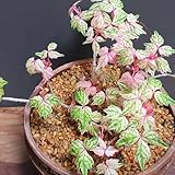 wilder wein samen, pflanzen für draußen winterhart jungfernrebe samen, balkon deko schnellwachsende kletterpflanzen geschenke für gärtner pflanzen für sonnige plätze rankpflanzen 250pcs