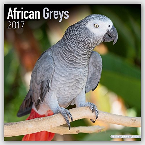 African Greys - Graupapageien 2017: Original Avonside-Kalender [Mehrsprachig] [Kalender] (Wall-Kalen
