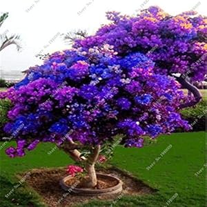 100 Teile/beutel Seltene Bonsai 23 Sorten Von Azaleen Samen Diy Haus Und Garten Bonsai Samen Pflanzen Von Japanischen Sakura Blumen Samen: Only seeds