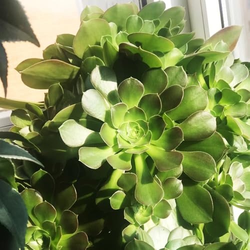 Semillas de Aeonium arboreum plantas perennes bonsái cama elevada para balcón variedades antiguas fácil cultivo Serie de plantas raras jardín interior planta ornamental en 100pcs
