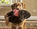 Silly Bums Baboon Bum Plush Dog Toy, Large