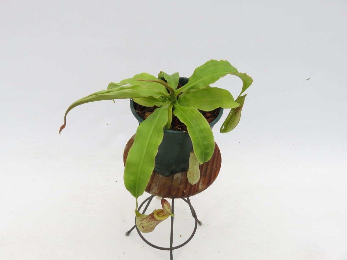 Amazon.co.jp: N.mirabilis var.echinostoma BE-3372 No. 3.5 Nepentes