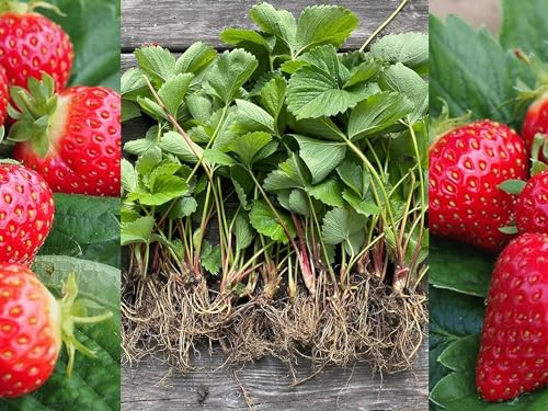 Carbeth Plants 10 x Strawberry Plant Mix Bare Root - High Yielding
