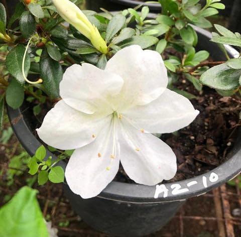 Pyanabi Mizuho No Kagami Azalea Flower Height 1.5-3 Feet flower After 1-2 Years Beautiful Azalea Plant Live For home Gardening, Shrub, Bush azalea Flower Tree (B0CRS3GP3V) Amazon Price History, Amazon Price Tracker