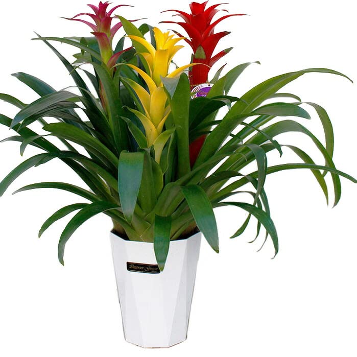 Amazon｜ハッピーガーデン ギフト 珍しい 観葉植物 グズマニア