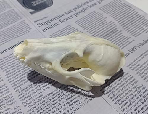Animal Specimen Real Animal Skull Specimen Taxidermy Cleaned Skull Collection Fox, cat, Mink, Crocodile, Dog, Raccoon, Snake, Rabbit, Goat ，Muskrat，Nutria，Fox's paw (5pcs,Raccoon)