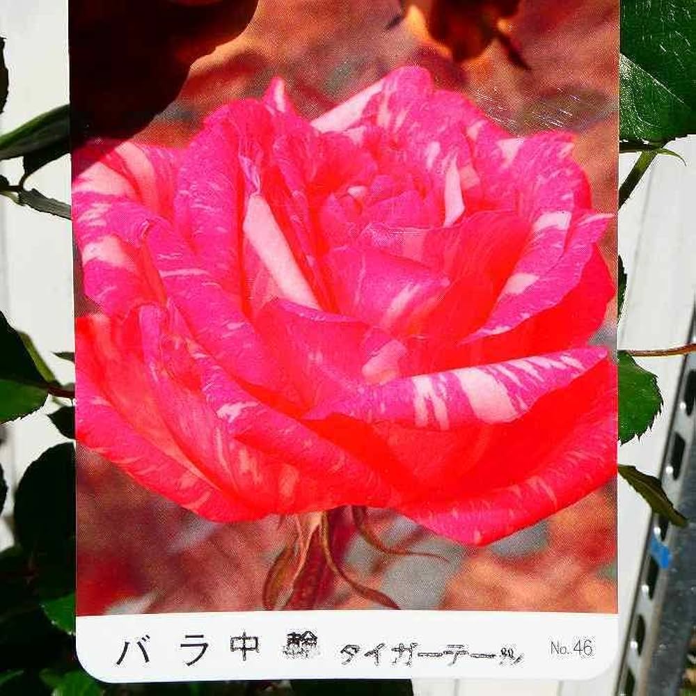 薔薇 516j-76yFIL._UF1000,1000_QL80_.jpg